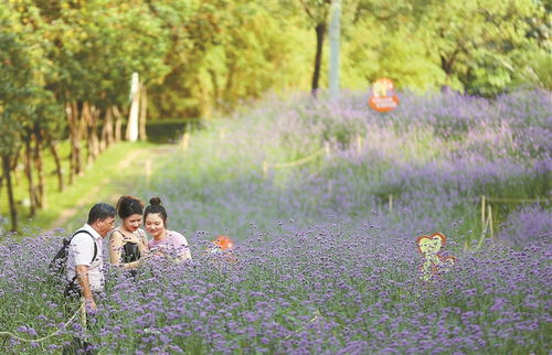 柳葉馬鞭草盛放